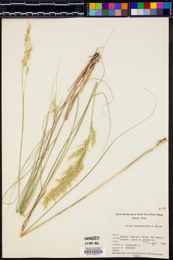 Stipa calamagrostis image