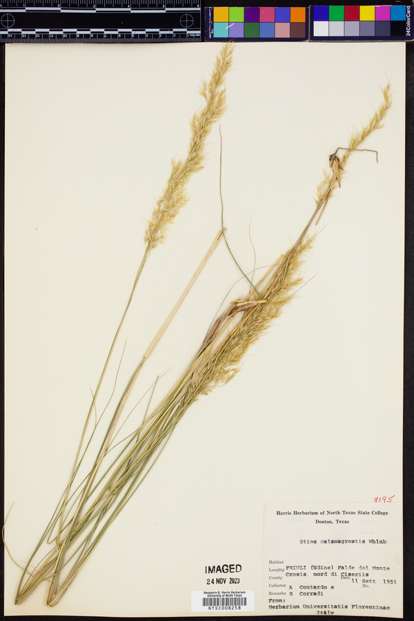 Stipa calamagrostis image