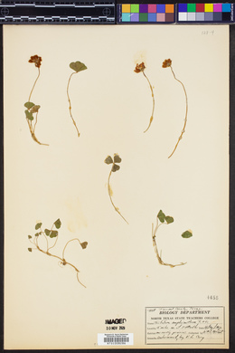 Trifolium amphianthum image