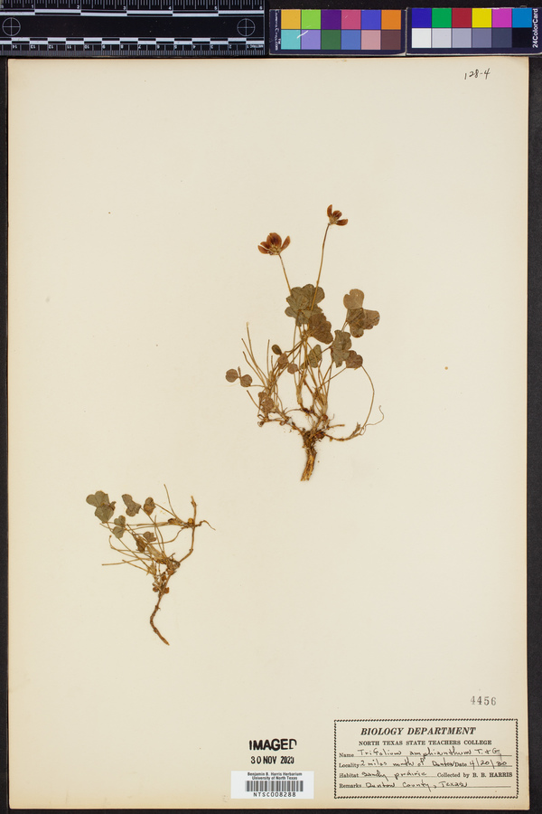 Trifolium amphianthum image