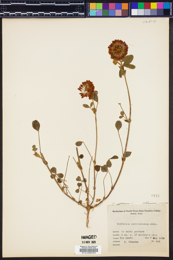 Trifolium reflexum image