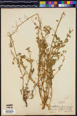 Paysonia lasiocarpa subsp. berlanderii image