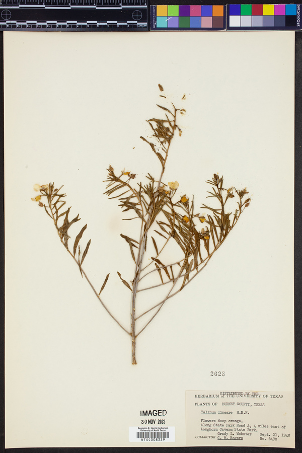 Talinum lineare image
