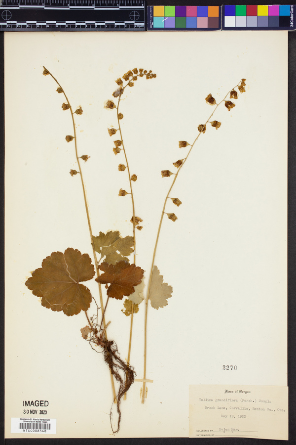 Tellima grandiflora image