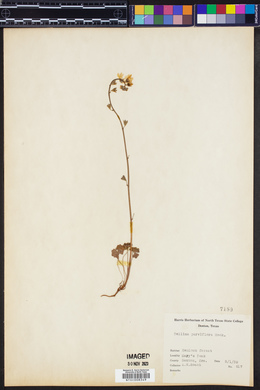 Tellima parviflora image