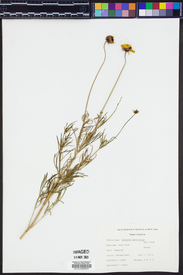 Thelesperma simplicifolium image