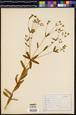 Tithymalopsis corollata image