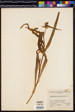 Tradescantia ohiensis image