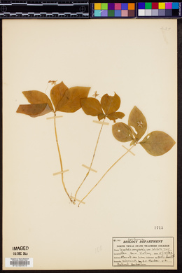Trientalis borealis subsp. latifolia image
