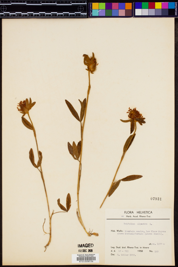 Trifolium alpestre image