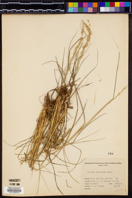 Tridens albescens image