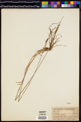 Tridens muticus var. elongatus image