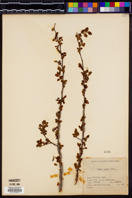 Ulmus alata image