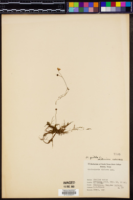 Utricularia gibba image