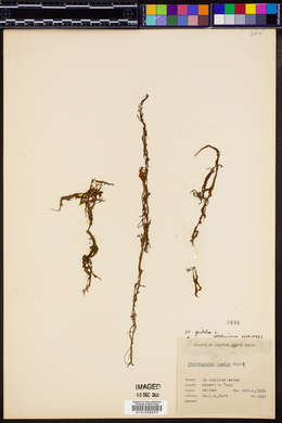 Utricularia gibba image