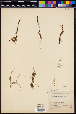 Utricularia gibba image