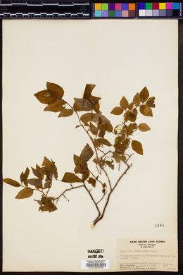 Vaccinium membranaceum image