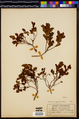 Vaccinium scoparium image