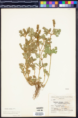 Verbena pumila image