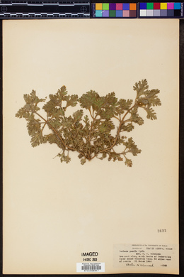 Verbena pumila image