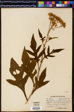 Verbesina myriocephala image