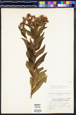 Vernonia baldwinii image