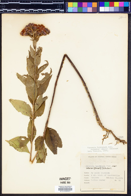 Vernonia baldwinii subsp. interior image
