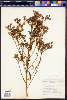 Vernonia texana image