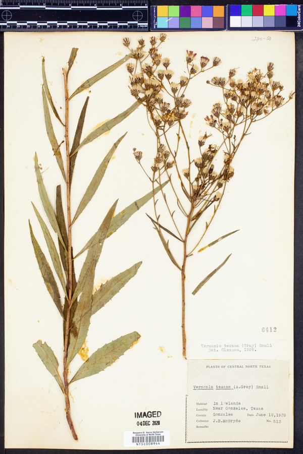 Vernonia texana image