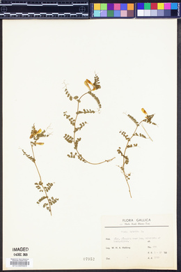 Vicia hybrida image
