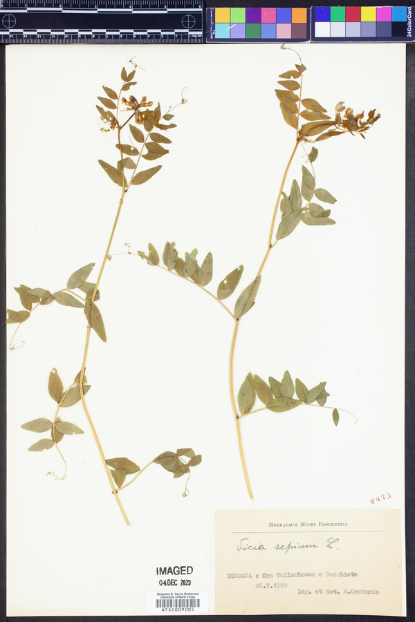 Vicia sepium image