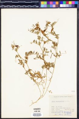 Vicia leavenworthii image