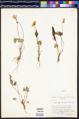 Viola triloba image