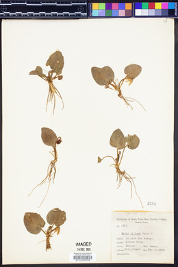 Viola villosa image