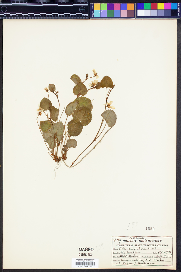Viola sarmentosa image