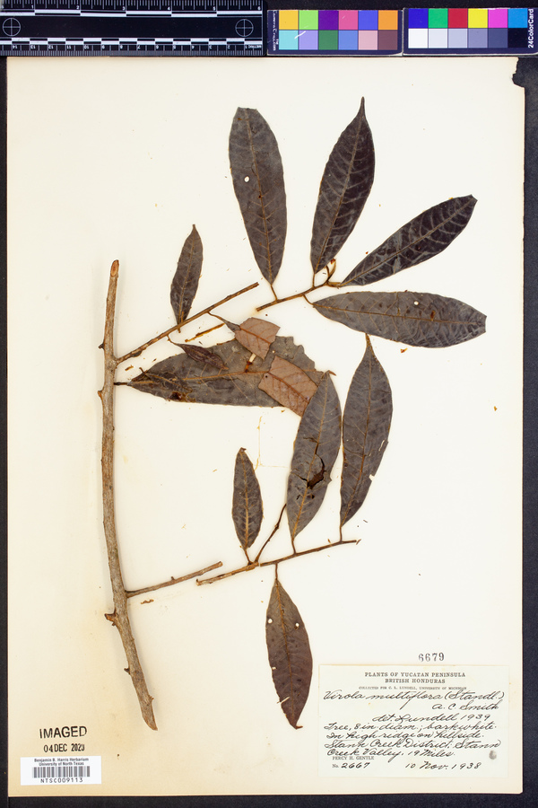 Virola multiflora image