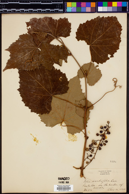Vitis cordifolia image