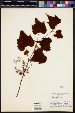 Vitis vulpina image