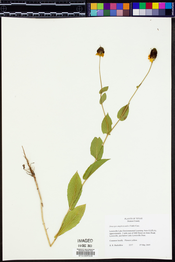 Rudbeckia amplexicaulis image