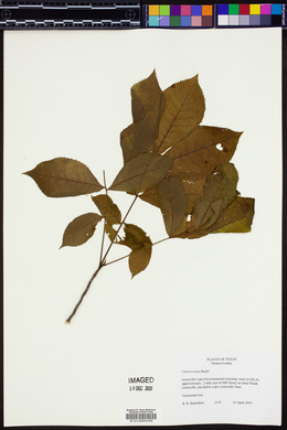 Carya texana image