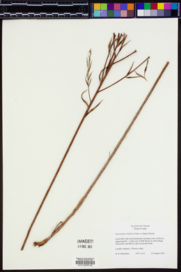 Oenothera glaucifolia image