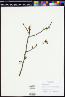 Prunus rivularis image