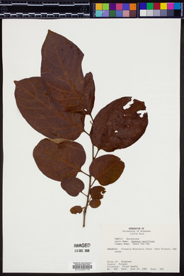 Asimina parviflora image