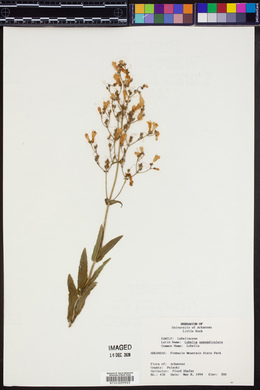 Lobelia appendiculata image