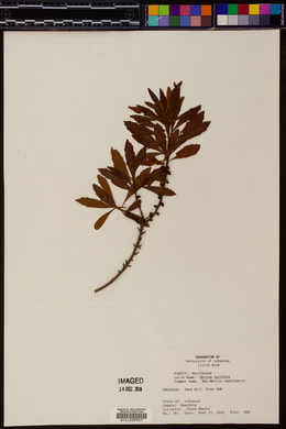 Myrica cerifera image