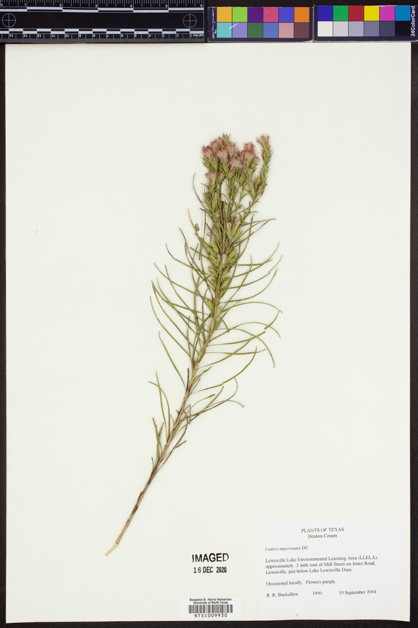 Liatris mucronata image