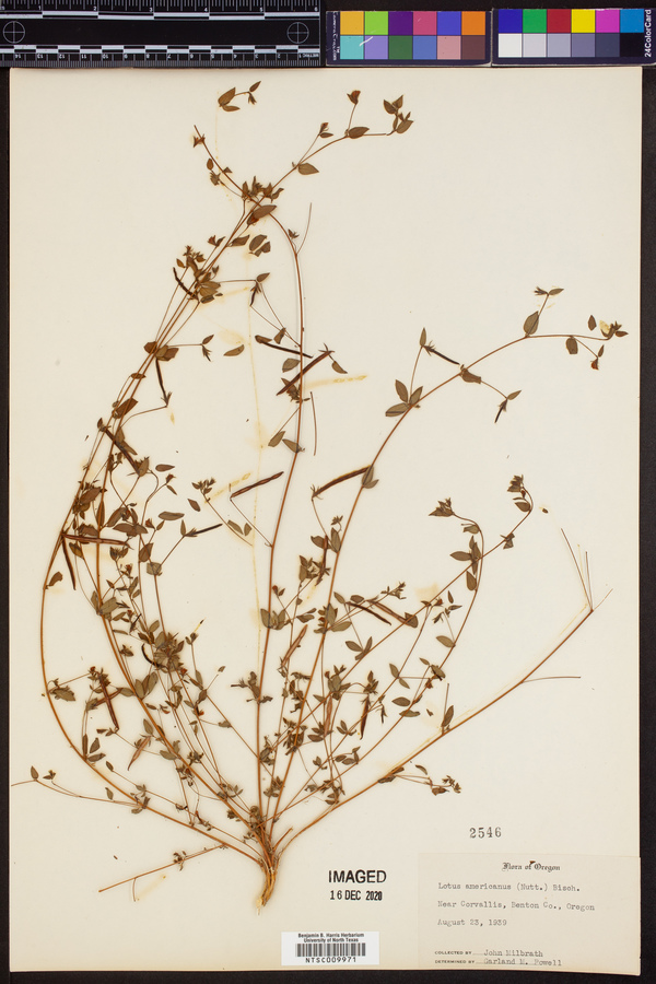 Lotus unifoliolatus var. unifoliolatus image