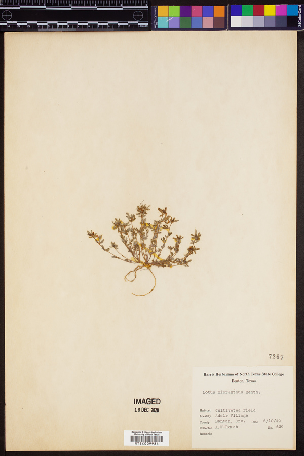 Lotus micranthus image