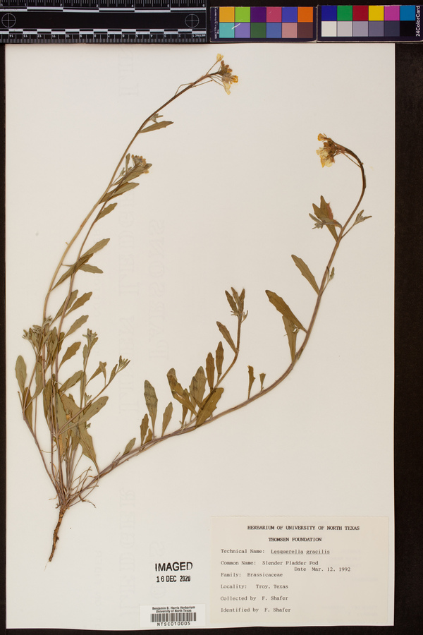 Physaria gracilis subsp. gracilis image