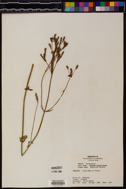 Verbena brasiliensis image